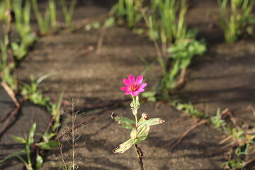 flowers that grow wild between the paving blocks