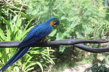 Parrot 