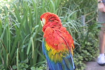 Parrot