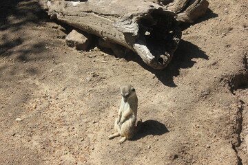 Obraz premium Lonely Meerkat