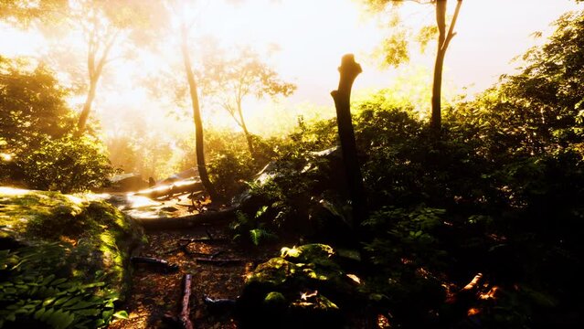 hyperlapse timelapse of beautiful tropical jungle