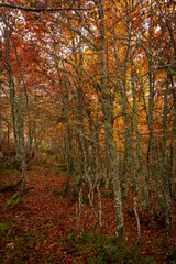 Trees on a fall landscape with red and orange colors in Picos de Europa national park, Spain