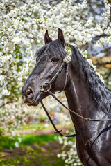 Portrait of black horse in front blooming cherry tree. Beautiful black stallion in black leather bridle with spring flowers