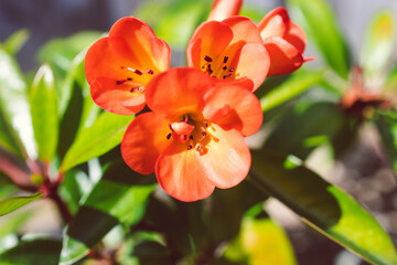 close-up of orange vireya rhododendron plant with coral flowers outdoor