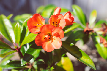 close-up of orange vireya rhododendron plant with coral flowers outdoor