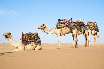 Theyll get you across the desert. Shot of a caravan of camels in the desert.