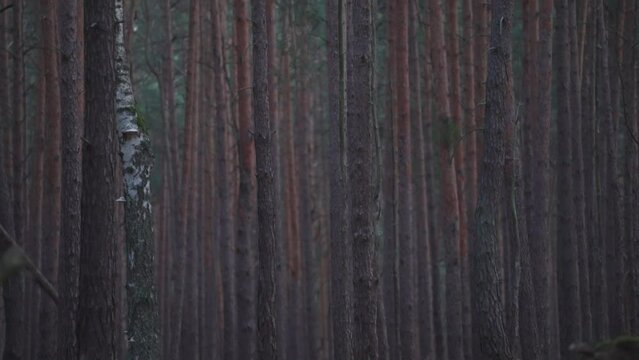 Pine trees in a nice, dark magic forest in germany