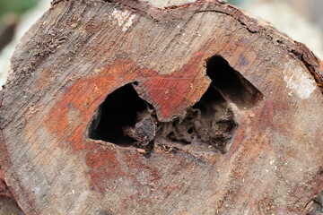 mahogany eaten by termites