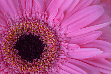 Closeup of pink gerbera daisy.