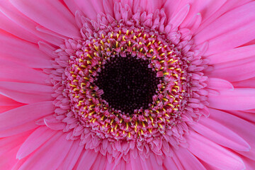 Closeup of pink gerbera daisy.