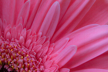 Closeup of pink gerbera daisy.