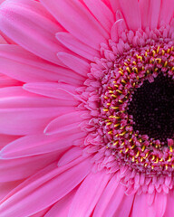 Closeup of pink gerbera daisy.