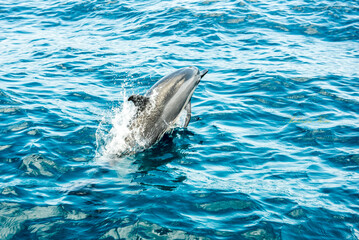 Golfinho em Fernando de Noronha