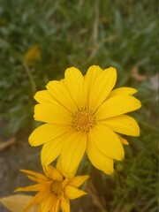 yellow flower