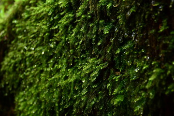 Close up shot of moss with drop of water