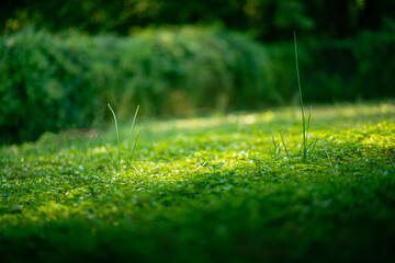 Wild Onions at Golden Hour