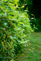 Vining Honeysuckle Hedge