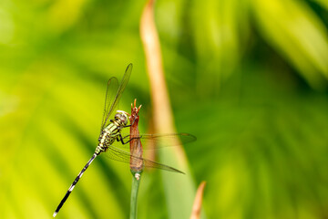 A green dragonfly with black stripes perched on a yellow iris flower bud, blurred green foliage background