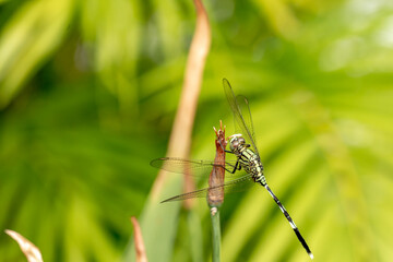 A green dragonfly with black stripes perched on a yellow iris flower bud, blurred green foliage background