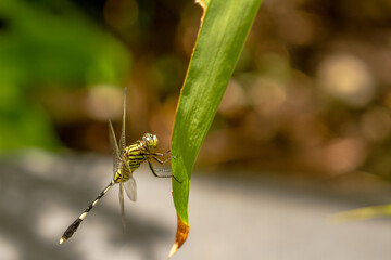 A green dragonfly with black stripes perches on the top of the leaf, the background of the brown leaves is blurry