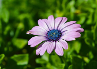 Obraz premium Dimorfoteca Flor