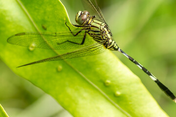 A green dragonfly with black stripes perches on the top of the leaf, the background of the green leaves is blurry