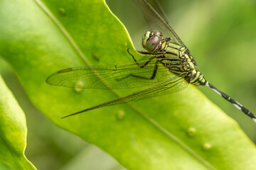 A green dragonfly with black stripes perches on the top of the leaf, the background of the green leaves is blurry