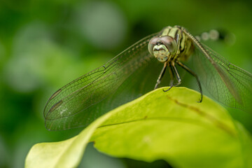 A green dragonfly with black stripes perches on the top of the leaf, the background of the green leaves is blurry