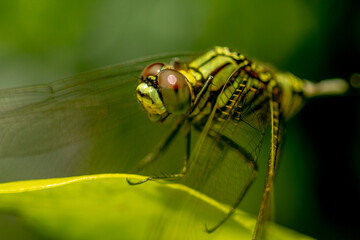A green dragonfly with black stripes perches on the top of the leaf, the background of the green leaves is blurry