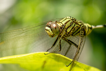 A green dragonfly with black stripes perches on the top of the leaf, the background of the green leaves is blurry