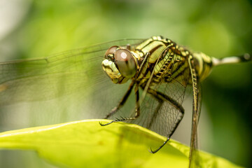 A green dragonfly with black stripes perches on the top of the leaf, the background of the green leaves is blurry
