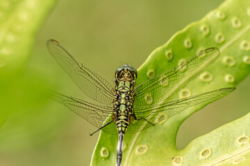 A green dragonfly with black stripes perches on the top of the leaf, the background of the green leaves is blurry