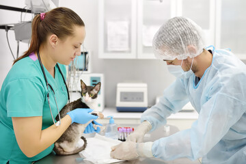 Veterinarian doctors take a blood for test of cat of the breed Cornish Rex in veterinary clinic....