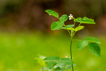 Shrubs with green leaves in a garden, used to decorate the garden to be fresher, exterior decoration