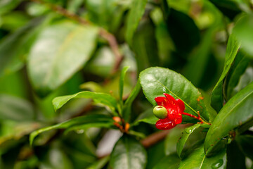 Mickey mouse plant in bloom with bright red petals and green pistils, used to beautify the garden