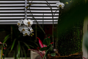 The blooming orchid has a white color, the stem is attached to a fairly large tree trunk, the background of the green leaves is blurry