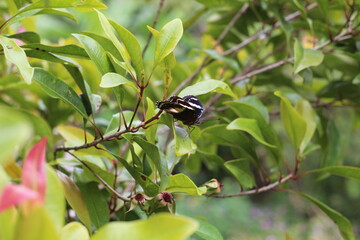 black butterfly perched on clove leaf