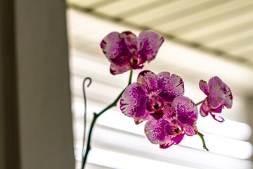 Purple orchids blooming, growing in pots hanging in the office area, beautify the view