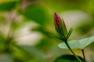 Shoeblackplant flower buds that will bloom in a striking red color, attract the attention of honey-seeking beetles, natural concept