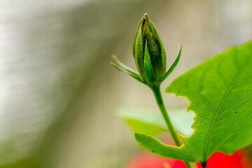 Shoeblackplant flower buds that will bloom in a striking red color, attract the attention of honey-seeking beetles, natural concept