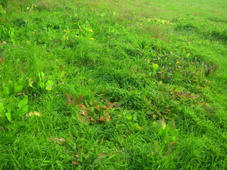 若草生える冬の江戸川土手風景
