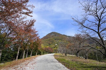 青空バックに見上げる天空の鳥居がある山の紅葉情景＠香川