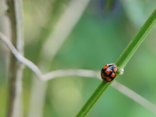 Diekeana admirabilis is a species of beetle in the family Coccinellidae, formerly placed in the genus Epilachna.