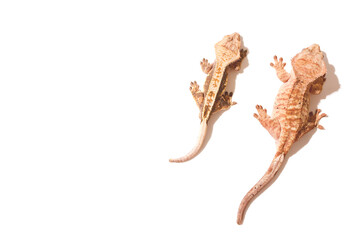 crestedgecko