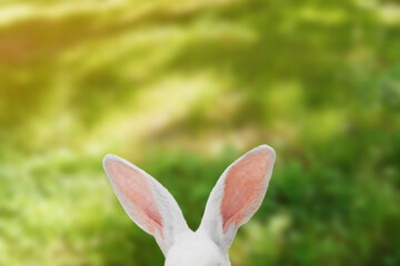 White rabbit ears on a green sunny lawn meadow.