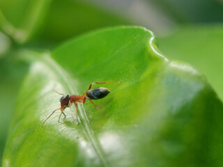 Myrmarachne formicaria is a species of jumping spider. It mimics an ant. It is one of the few species in the genus Myrmarachne that is found outside the tropics. 