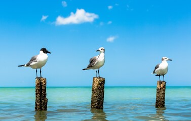 Seagull in the blue sea