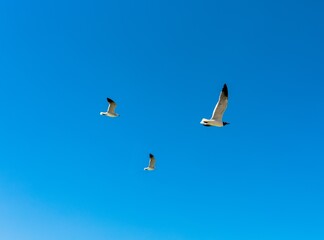Seagulls flying over blue sea