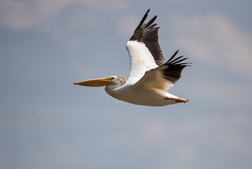 An American white pelican in flight. Taken in Alberta, Canada