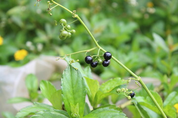 the black fruit of the wild plant by the creek